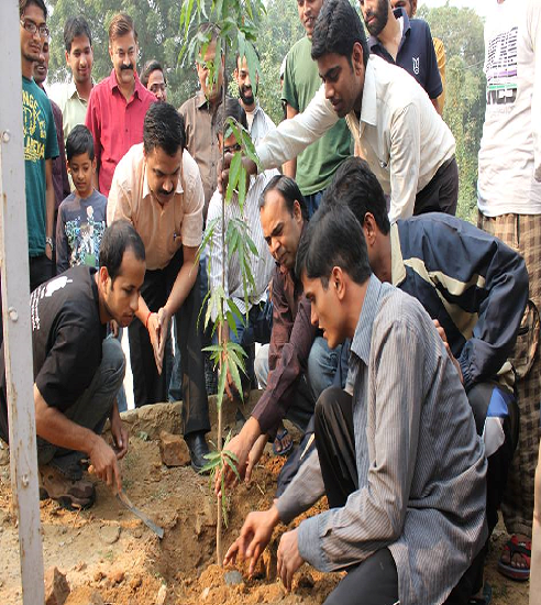 Tree Plantation